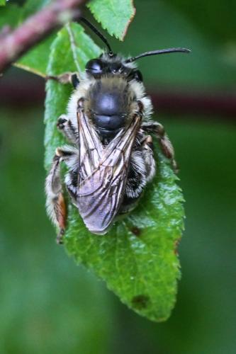 Réf. 255 842 : Eucera sp.